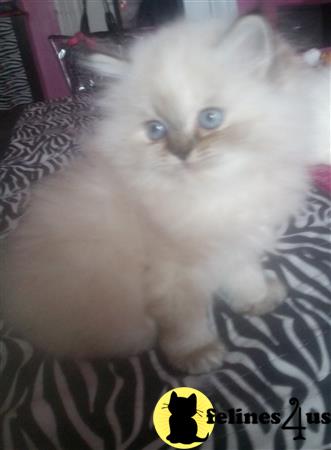 kelleb Picture 1